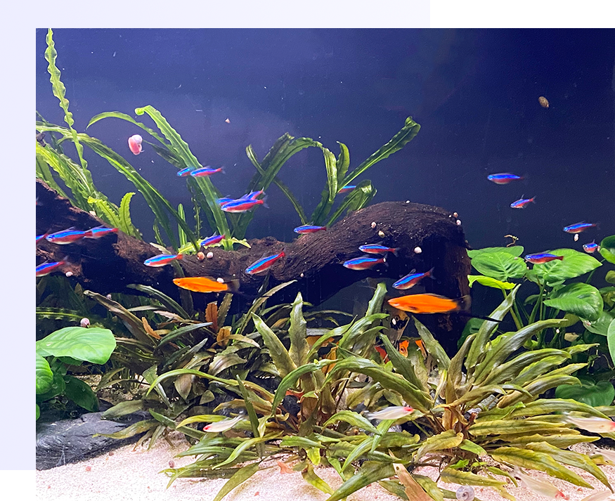 Sfeerfoto van Pro Aqua